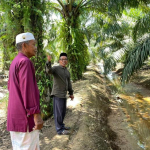 Harga TBS Kelapa Sawit Kaltim Periode 16–30 Juni 2026 Naik, Berikut Rinciannya