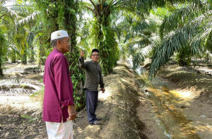 Harga TBS Kelapa Sawit Kaltim Periode 16–30 Juni 2026 Naik, Berikut Rinciannya