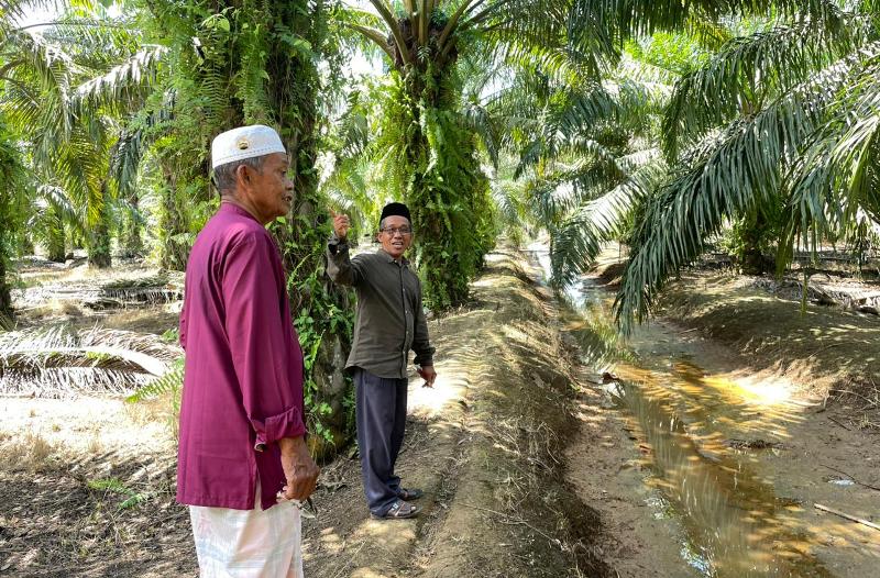 Harga TBS Kelapa Sawit Kaltim Periode 16–30 Juni 2026 Naik, Berikut Rinciannya