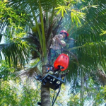 ITS Perkenalkan Mocits, Teknologi Panjat Kelapa yang Lebih Aman dan Efisien
